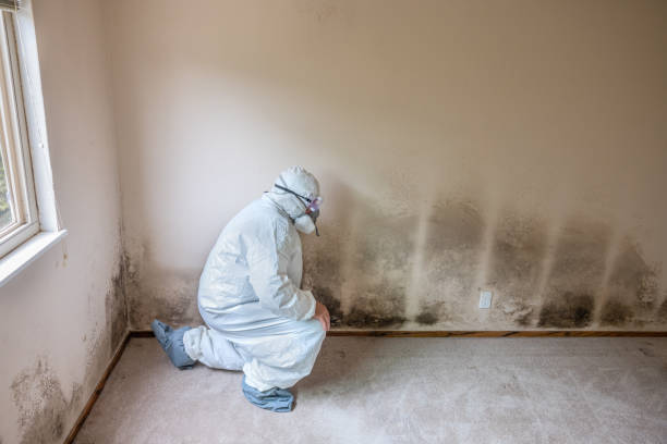 Mold Remediation for Vacation Homes in Wells, MN